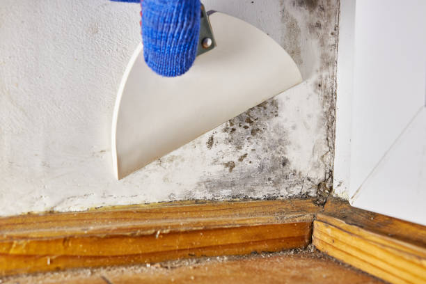 Best Crawl Space Mold Remediation  in Watertown, NY